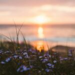 朝の海辺に広がる花畑と柔らかな陽光（落ち着いたスタートを象徴する風景）