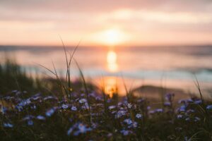 朝の海辺に広がる花畑と柔らかな陽光（落ち着いたスタートを象徴する風景）